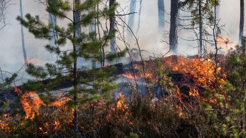 Pärnumaal põles maastik ning Raplamaal mets