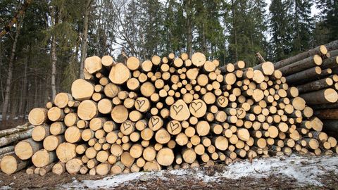 Värske metsastatistika: Eesti metsatagavara langeb jätkuvalt
