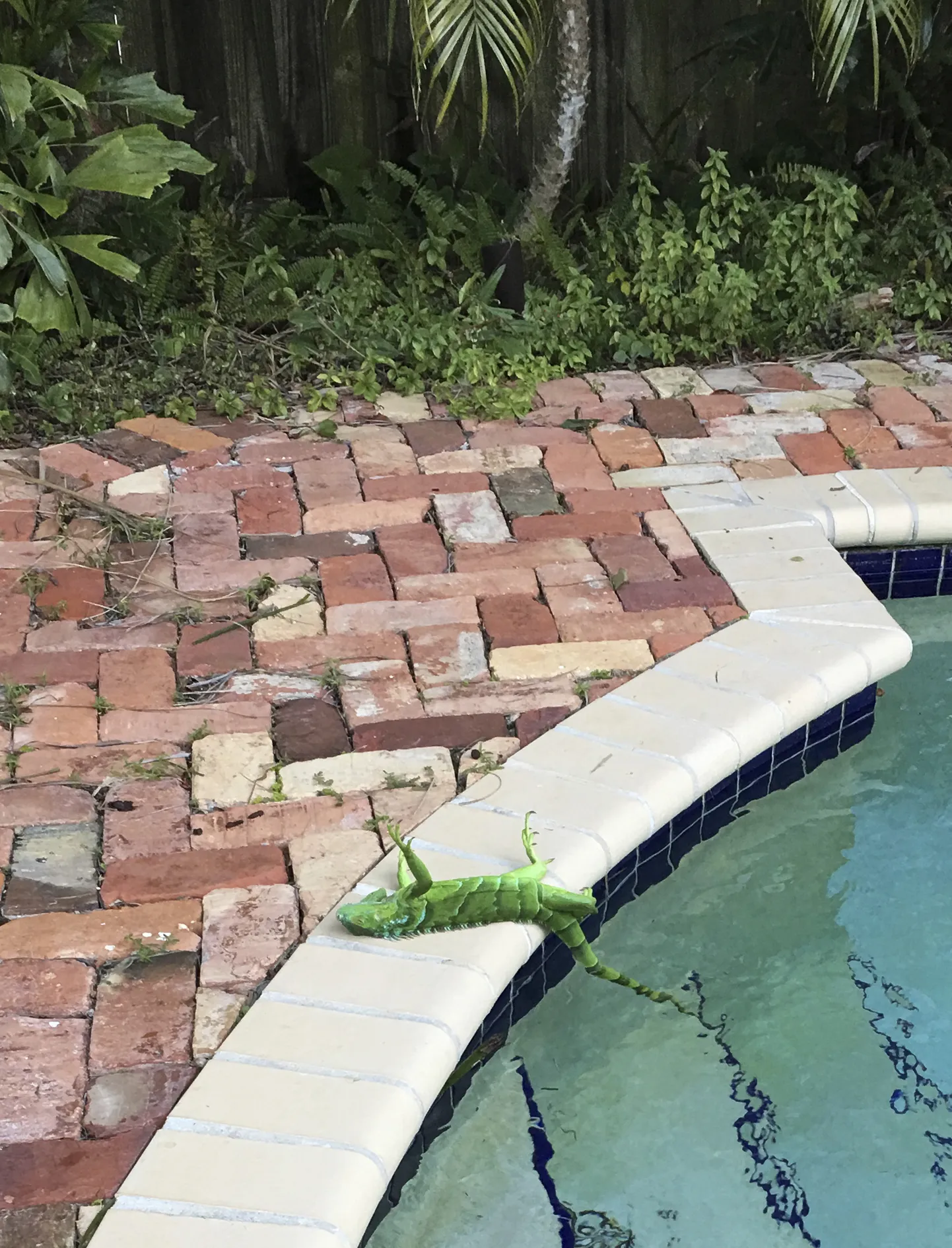 Külmunud ja puu otsast alla kukkunud iguaan 2018. aastal Florida osariigis Boca Ratonis.