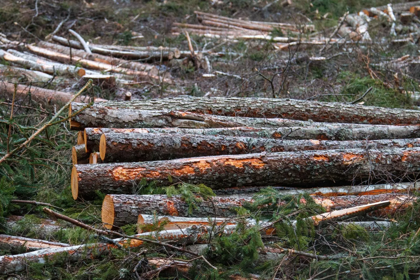 Tselluloositehast rajada sooviv Est-For Invest ei toeta riikliku eriplaneeringu lõpetamist ja taotleb eriplaneeringu laiendamist Saarde ja Viru-Nigula valda.