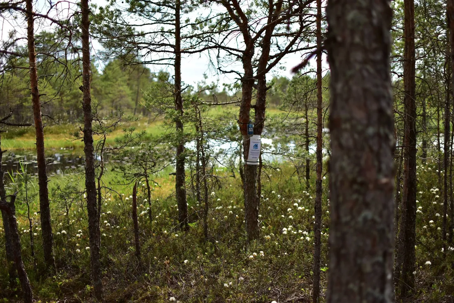 Mukri raba kontrollpunkt