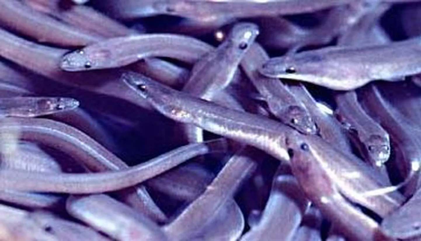 Angerjad