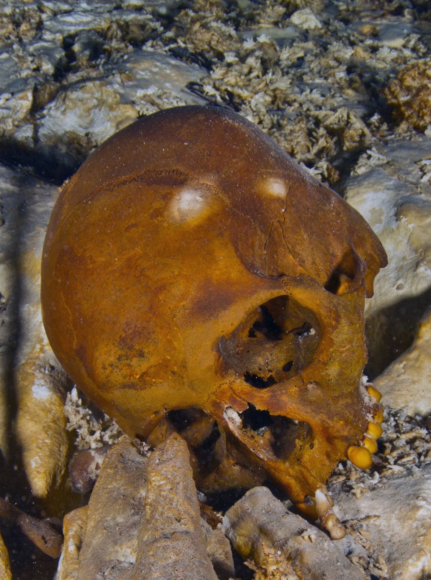 Mehhiko Yukatani poolsaare Tulumi lähedasest koopast leitud kolju. Pilt on illustreeriv