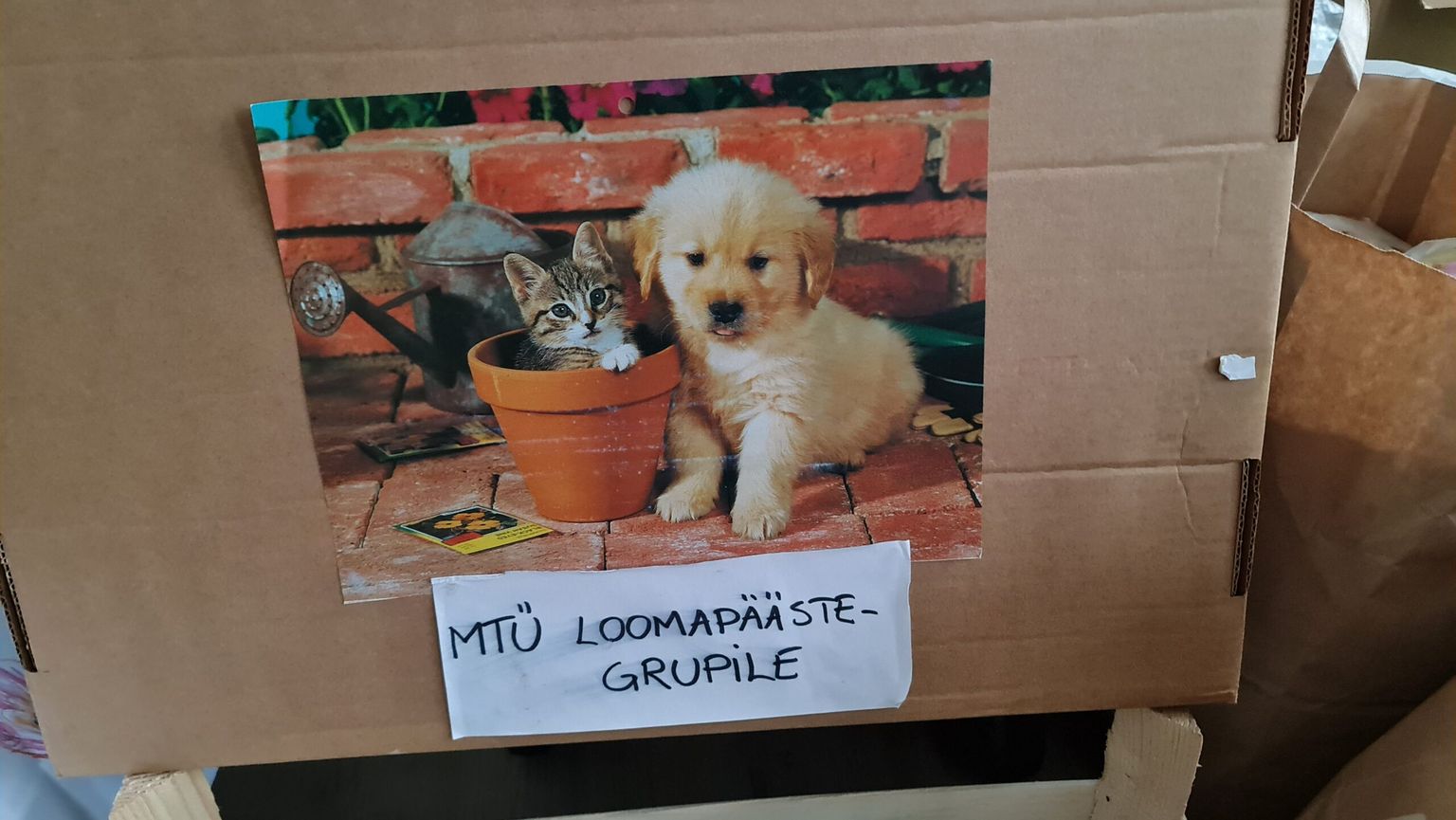 Lasteaialaste annetus kassidele ja koertele.