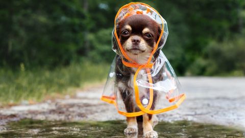 Otrdiena būs apmākusies un lietaina