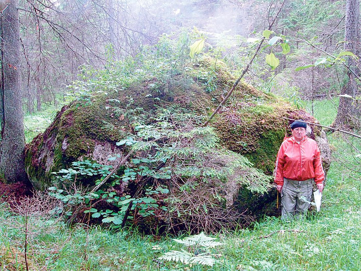 Riina Blauhut usub, et mütoloogiline Rootsi kuningas Dagr võib olla maetud Põlli metsa rändrahnu alla.