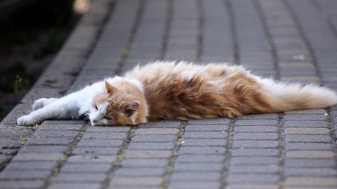 Rīt Latvijā būs vasarīgs laiks