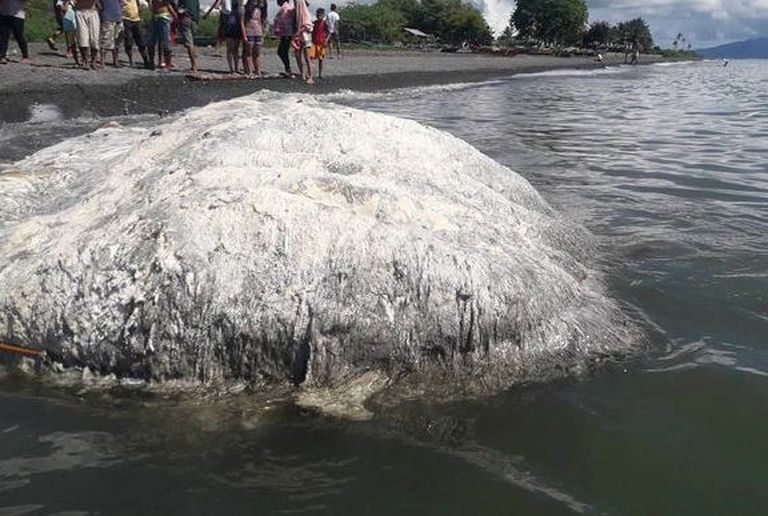 Filipiinide rannalt leitud «koletis»