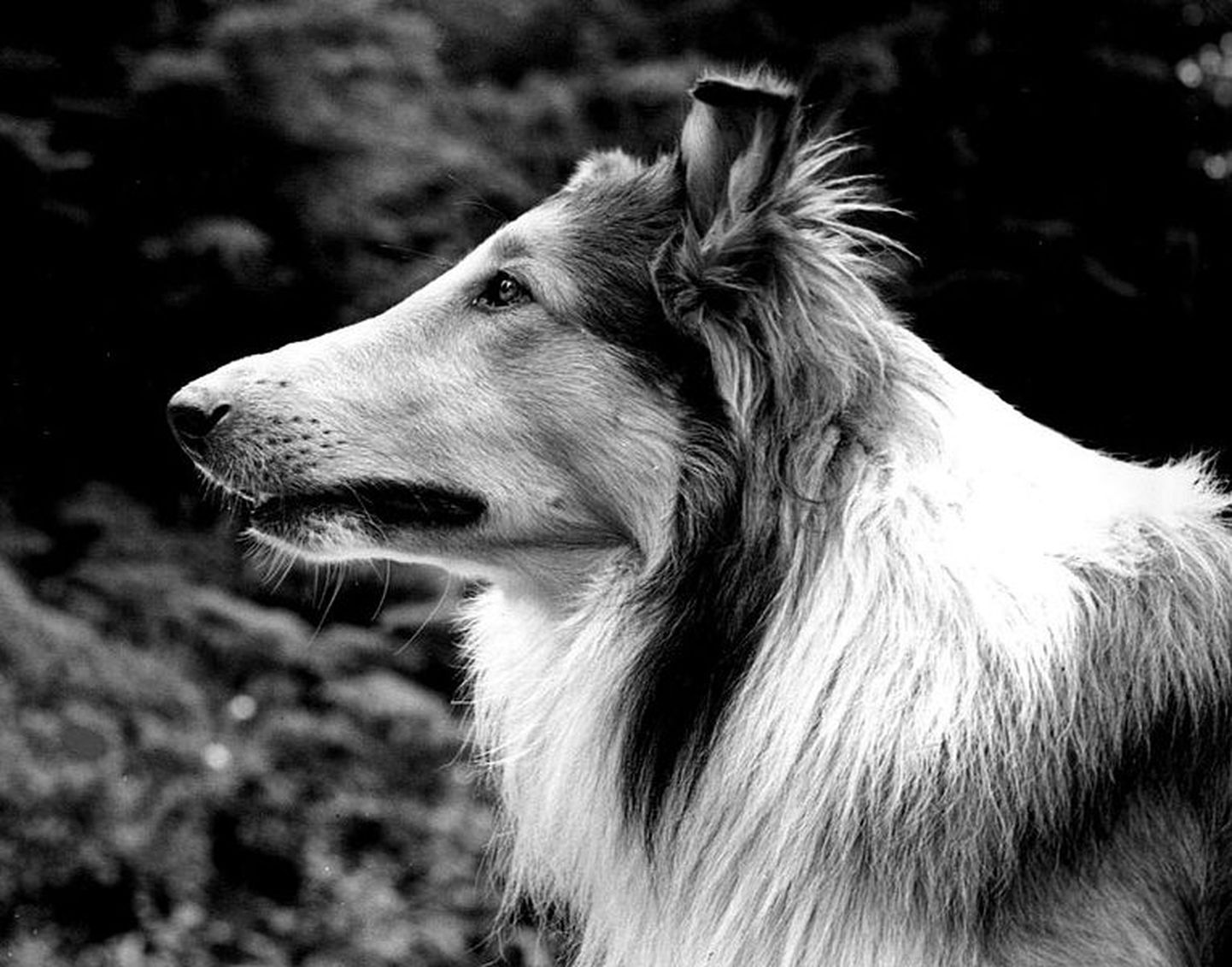 Lassie osatäitja Pal.