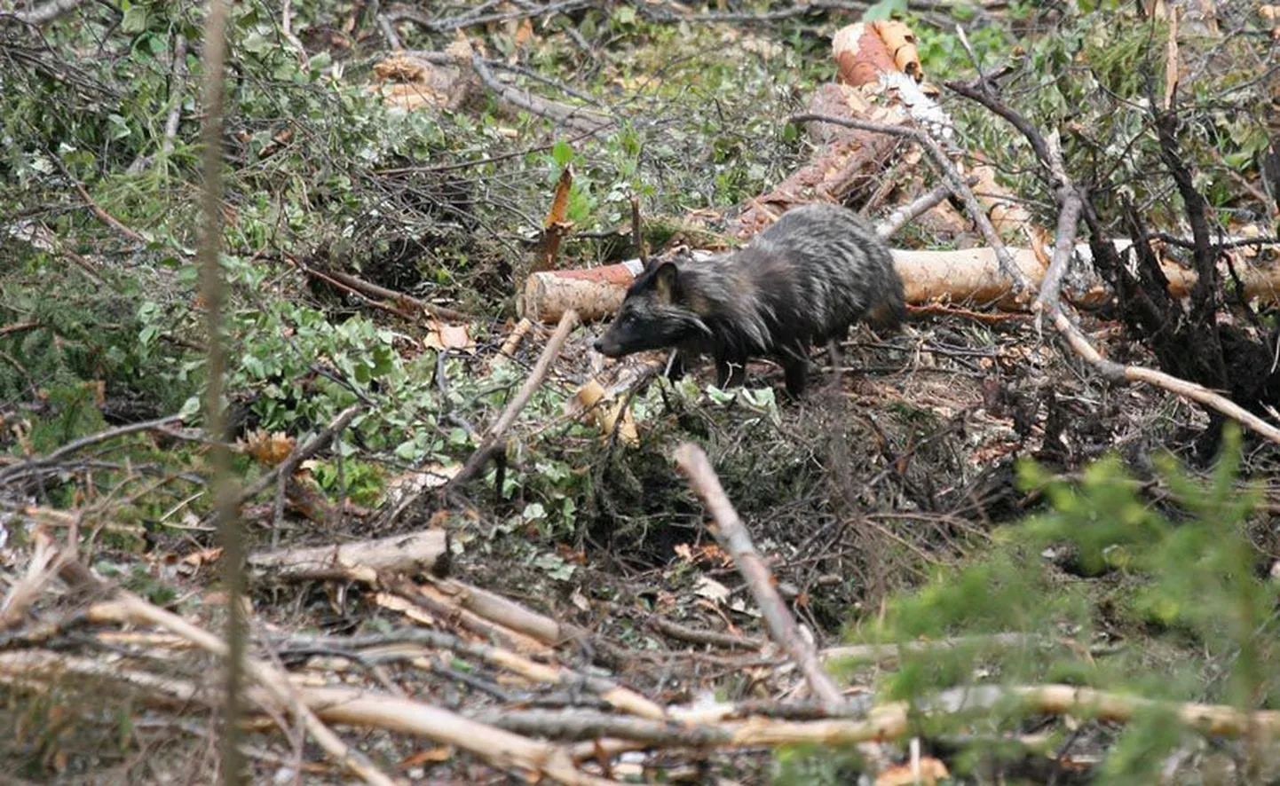 Kährikuid võib Eesti metsades kohata järjest sagedamini. Ehkki mõnes mõttes on tegemist toredate ja kombekate loomadega, kes ei tee isegi häda esimesse ettejuhtuvasse paika, seab kährikute üha suurenev arv löögi alla mitme linnu- ja kahepaikseliigi saatuse.
