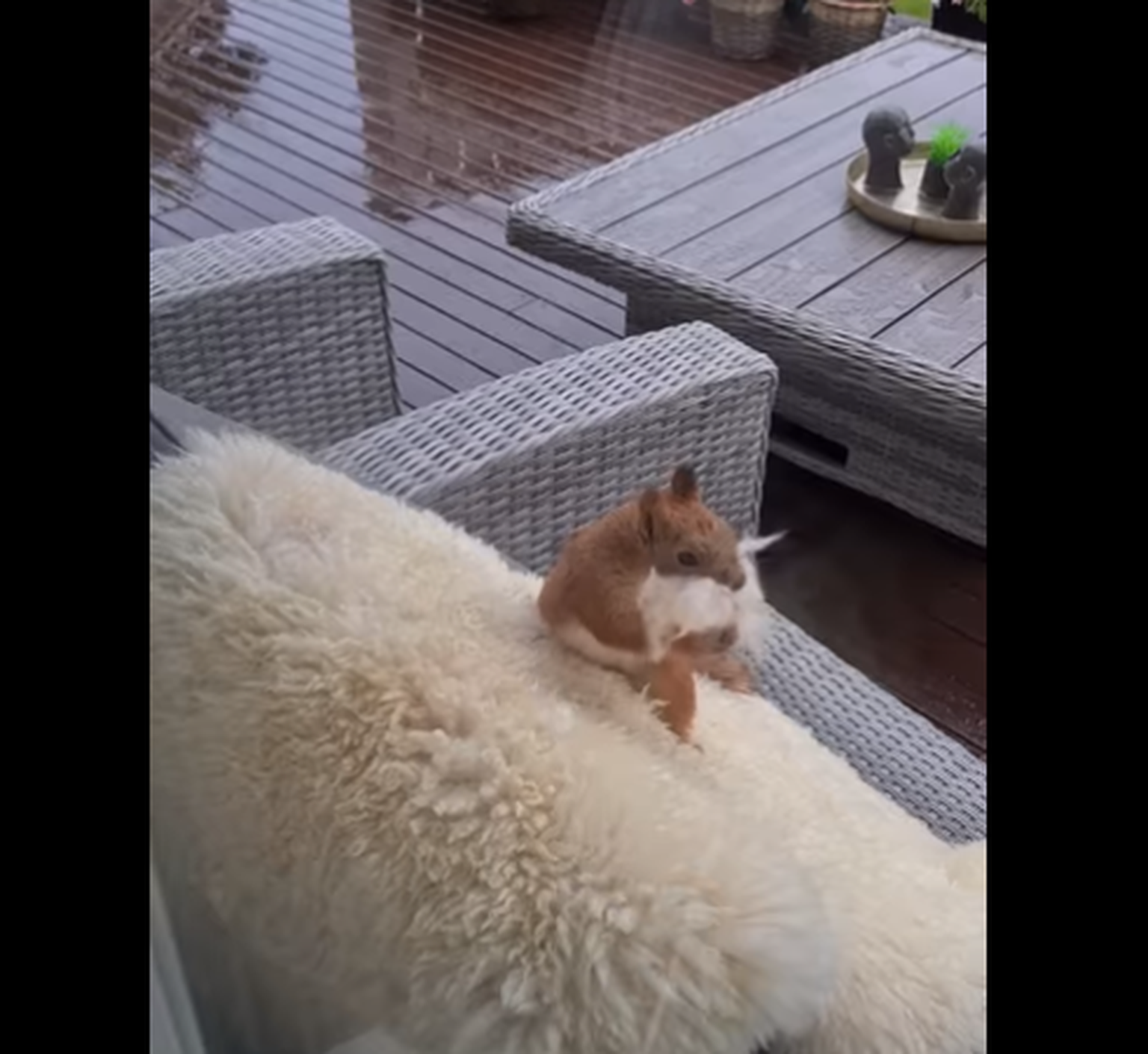 Orav näitab villa kokkupressimise oskust. Et ikka rohkem mahuks.