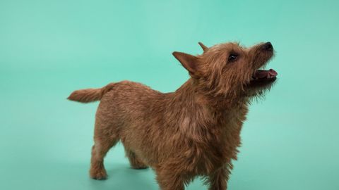 Norwichi terjer – väike elav koerake, kes vajab sama energilist peremeest