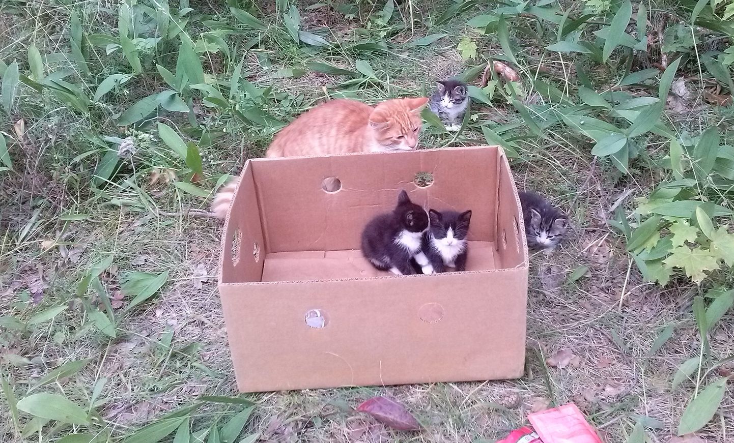 Брошенные котят в Нарва-Йыэсуу.