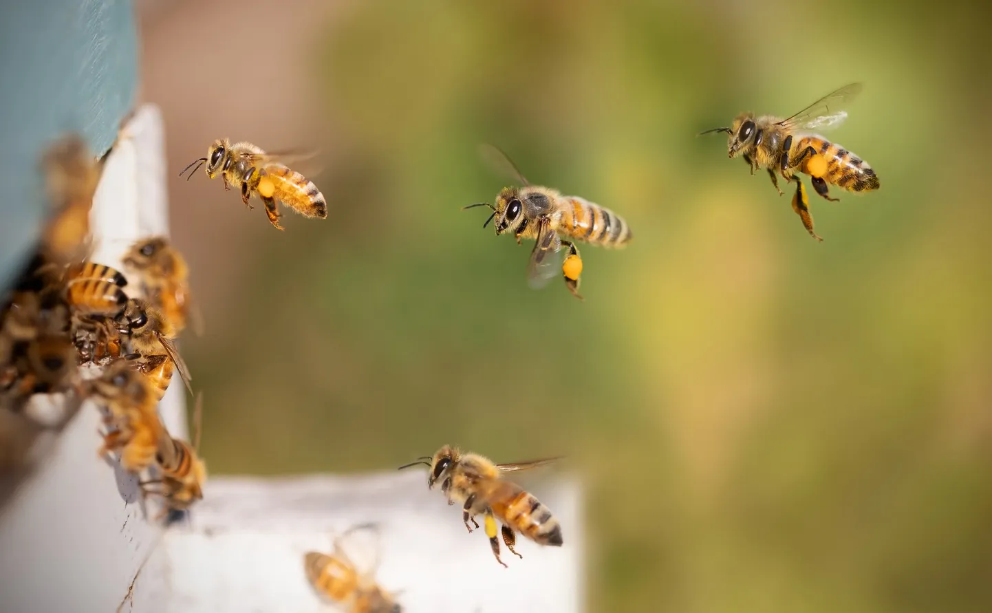 Mesilased on anduritest ja närvivõrkudest kubisevad keerukad süsteemid, leidsid insenerid, ja just nende pealt saab sellepärast väga hästi õppida ka isejuhtivate autode tegemist. Pilt on illustreeriv.