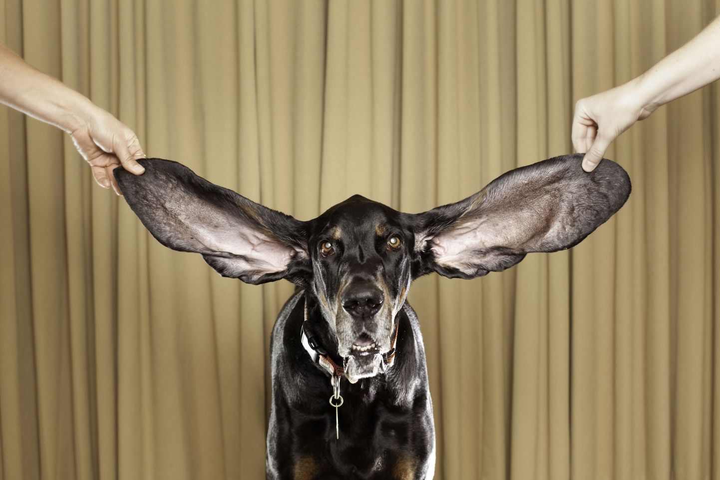 Maailma kõige pikemate kõrvadega koer?