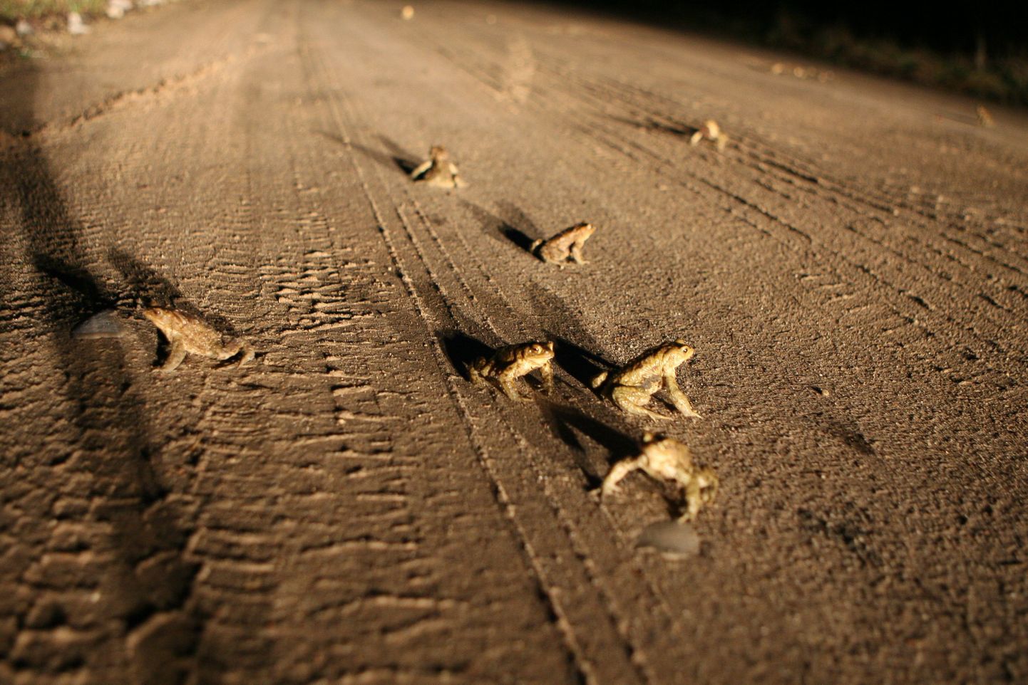 Rände ajal ähvardab paljusid teed ületavaid konni auto alla jäämine.