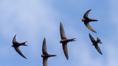 LOODUSFOTO ⟩ Piiritajad veedavad suurema osa elust lennates