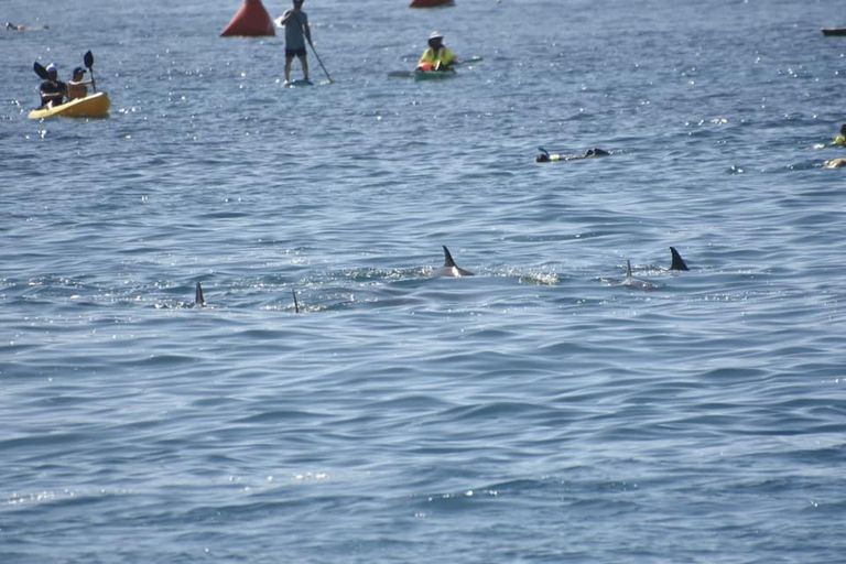 Delfiinid Hawaiil, 1. oktoober 2019