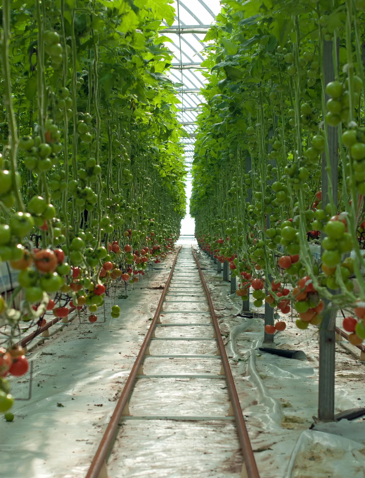 Kasvuhoone ja tomatid. Pilt on illustreeriv