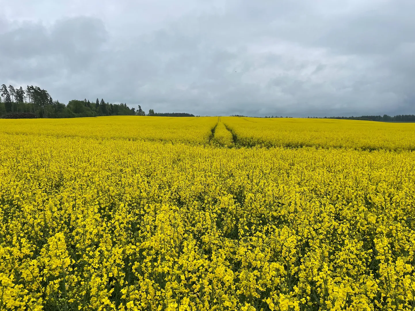 Maikuu teine pool oli soojem ning ktiivne taimekasvuperiood algas 18.–19. mai paiku.