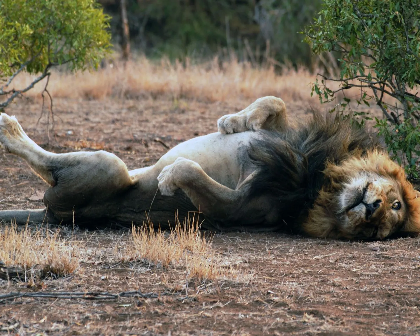 Külakosti LAVist: «Lõvivägi» on tõeline lõvisõprade lemmik!