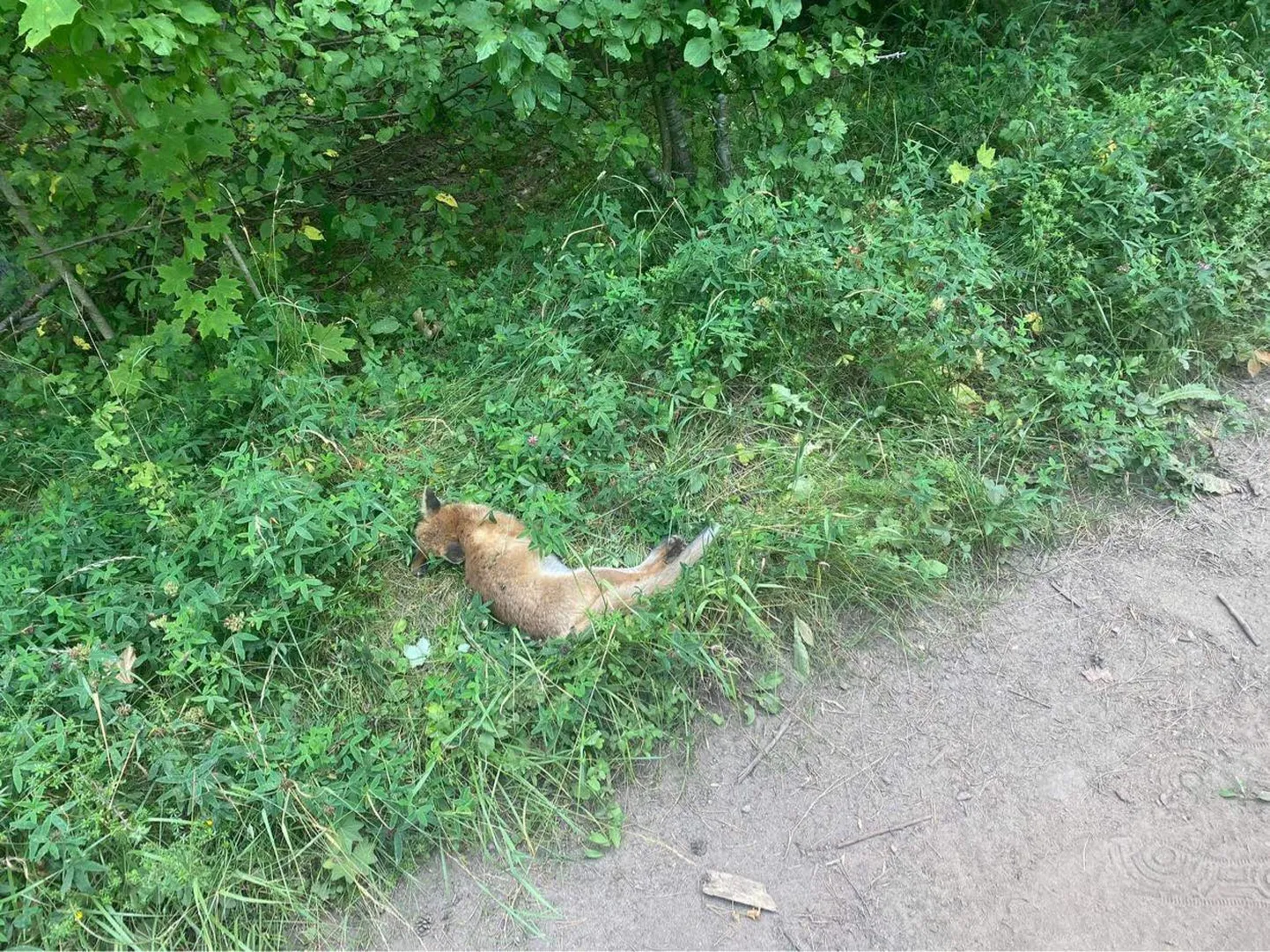 Foto sündmuskohalt