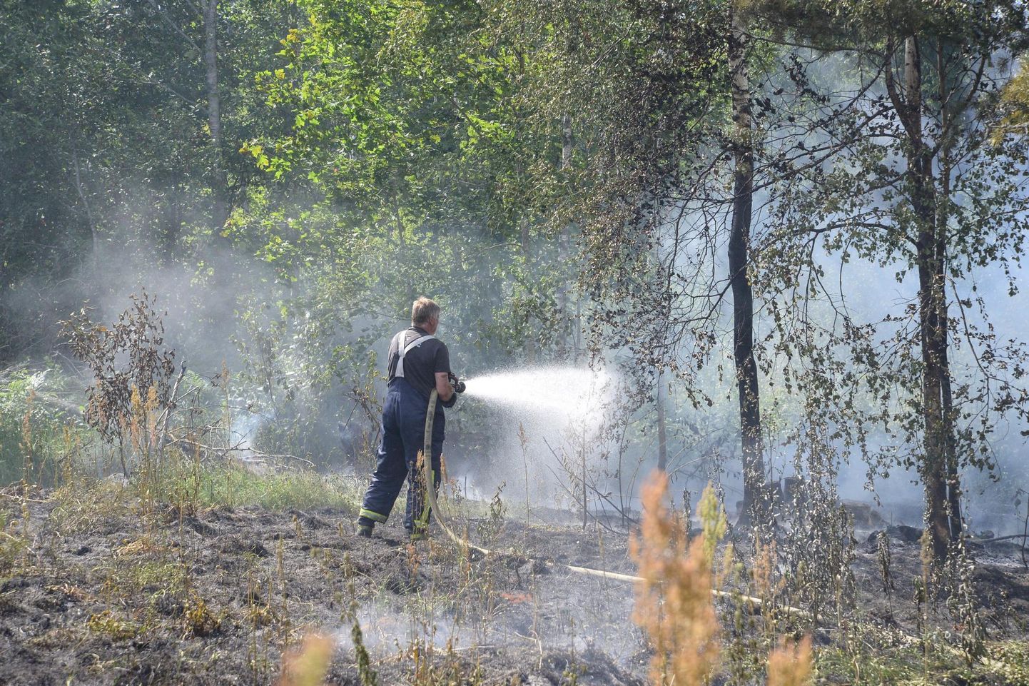 Pühapäeval põles Viljandimaal Rääka külas metsanoorendik.
