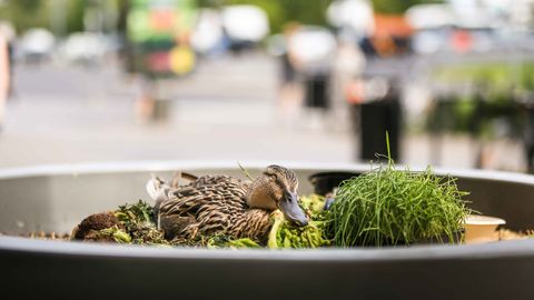 ФОТО ⟩ В уличном вазоне в центре города гнездится утка: стоит ли ждать появления маленьких утят?