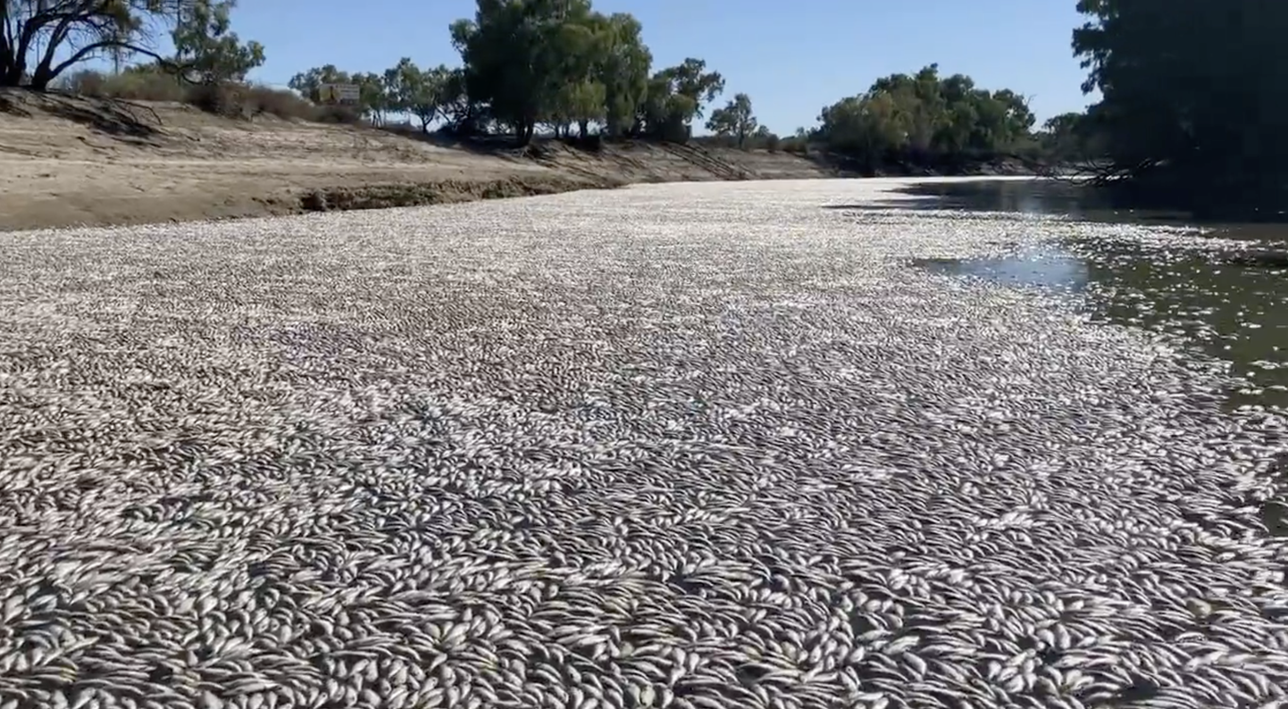 Miljoniem beigtu zivju upē Austrālijā.