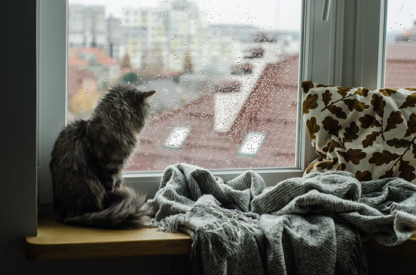 Кот. Иллюстративное фото