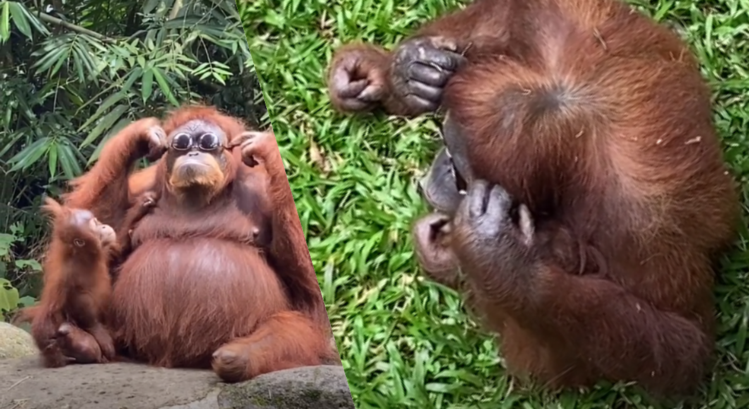 Orangutan päikseprillidega. Elu24 kollaaž, kuvatõmmis videost.