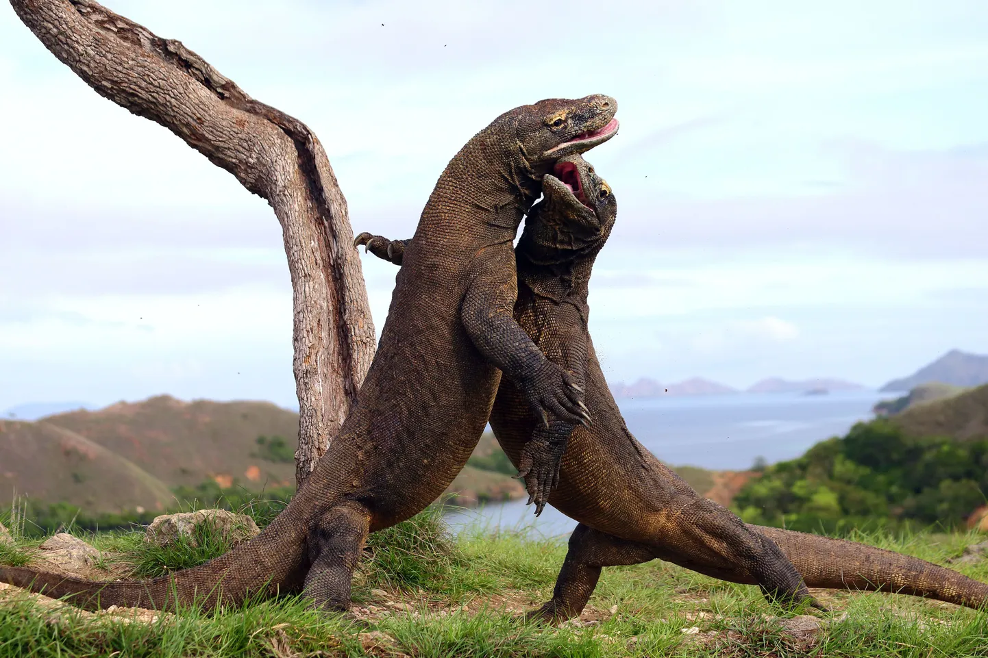 Kaks Komodo varaani omavahel võitlemas