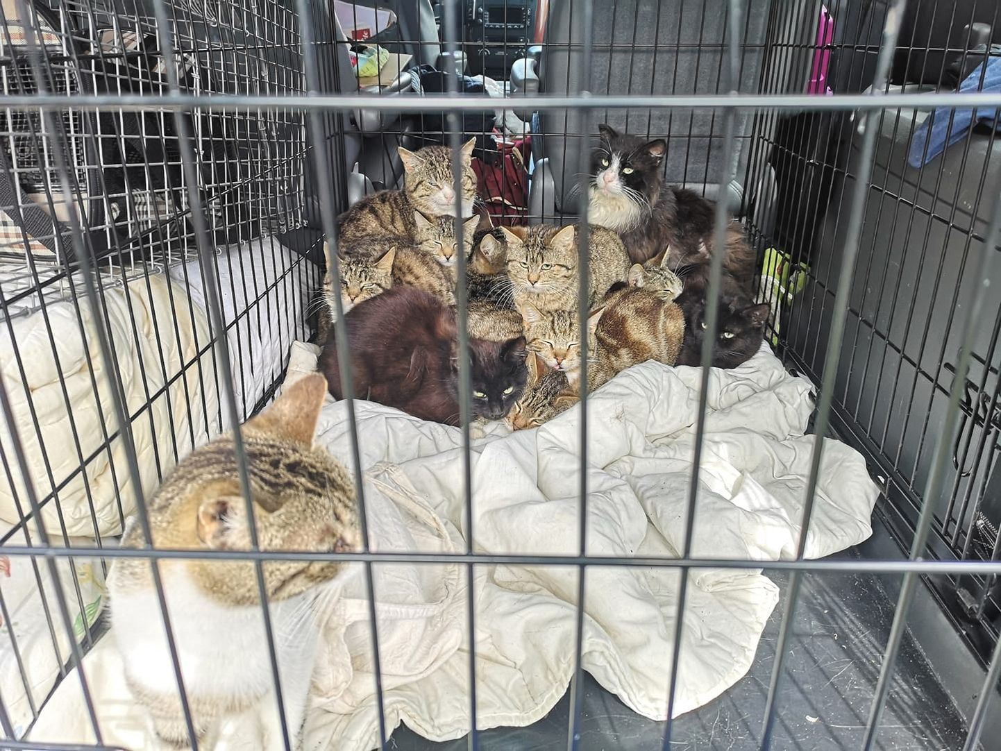 Kokku leiti 37 täskasvanud kassi ja ligikaudu 12 kassipoega.