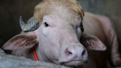 Bangladešā no upurēšanas izglābj Donalda Trampa vārdā iesauktu bifeli