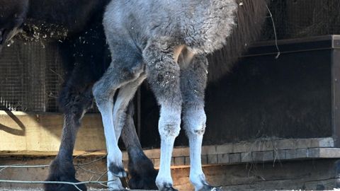 В Рижском зоопарке верблюжонку дали традиционное для Латвии имя