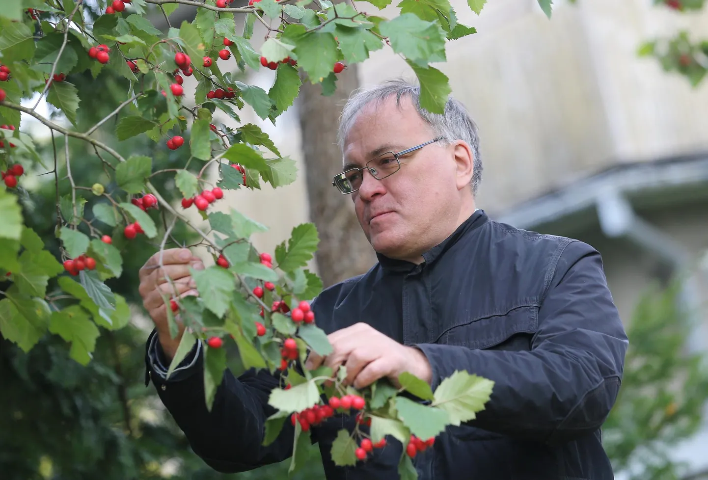 Toomas Kukk selgitas viirpuu juures, et viirpuude perekonna looduslike liikide süstemaatika on nii keeruline ja liigid nõnda sarnased, et vähetuntud taimede raamatusse ei jõudnud sealt ühtki liiki.