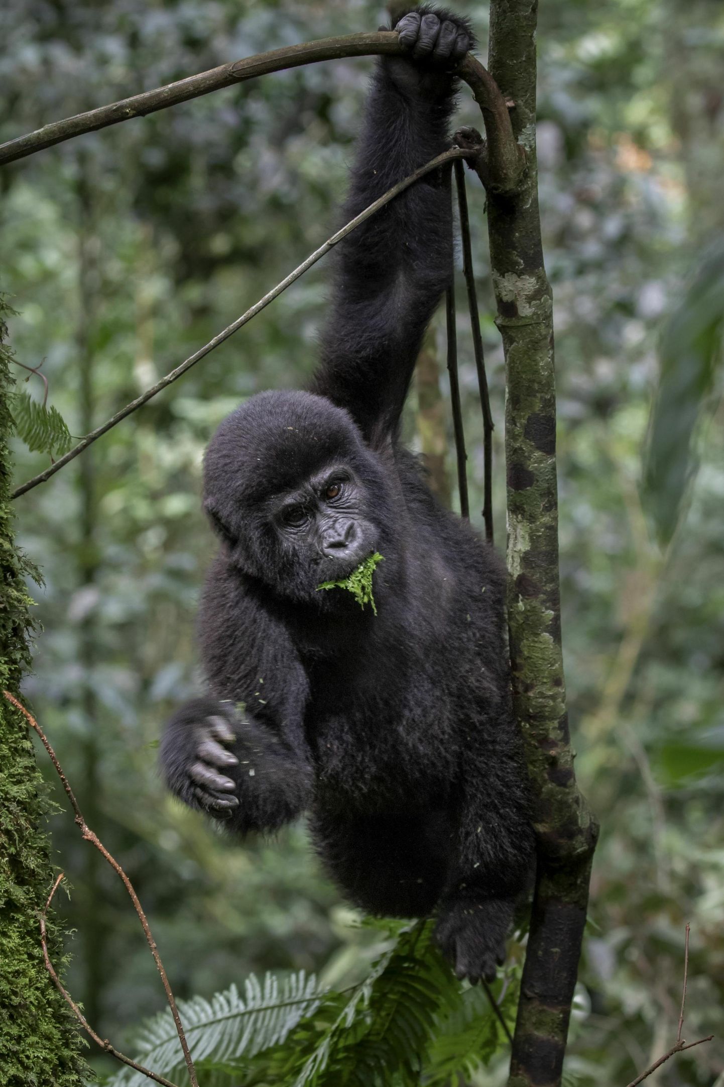 Noor mägigorilla Edela-Ugandas asuvas Bwindi rahvuspargis.