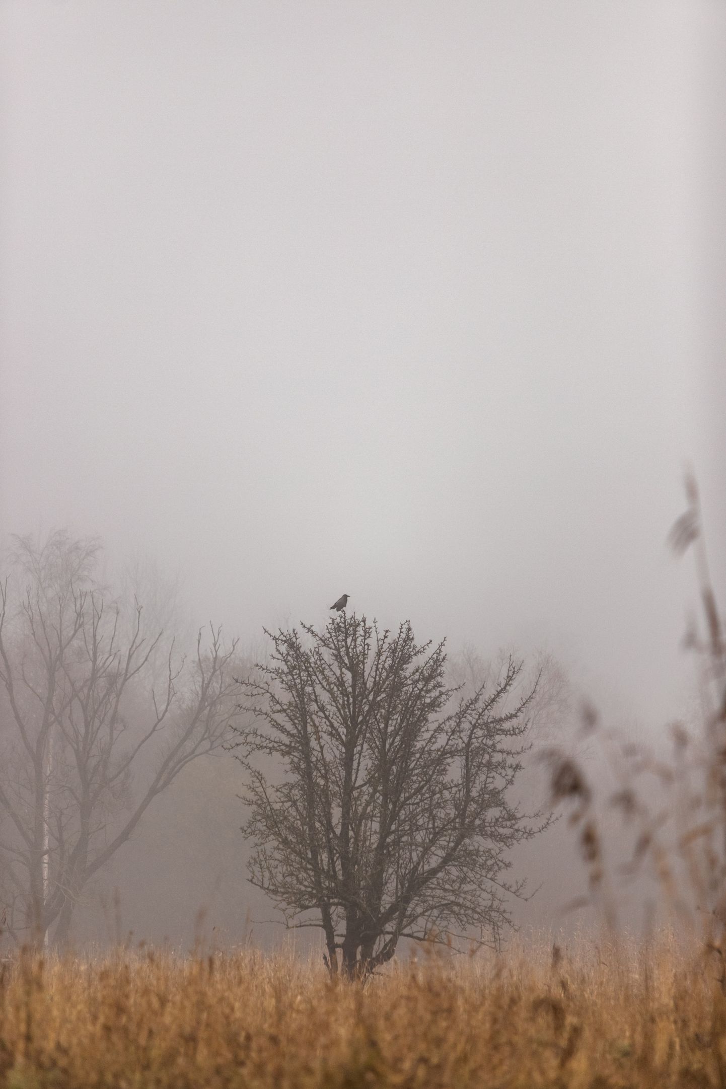 Осень, туман.