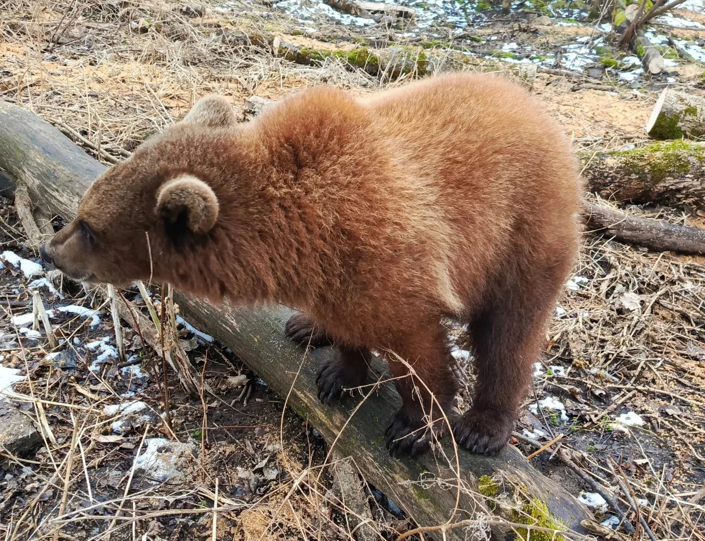 Elistvere loomapargis toimetab juba nädalapäevad uus karutüdruk. Nime tal aga veel pole ja selleks kuulutatakse välja nimekonkurss.