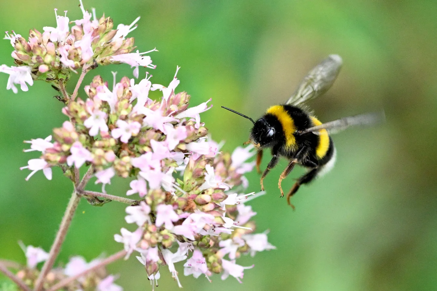 Miks on istandustel vaja Hollandist pärit kimalaste abi? Vastus on lihtne: mesilane kehva ilmaga ei lenda, kimalased aga lendavad ja teevad tööd iga ilmaga.