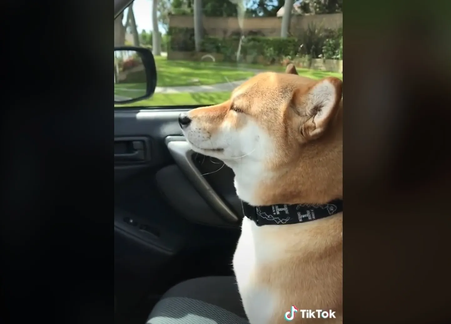 Ilma ja muusikat nautiv Shiba.