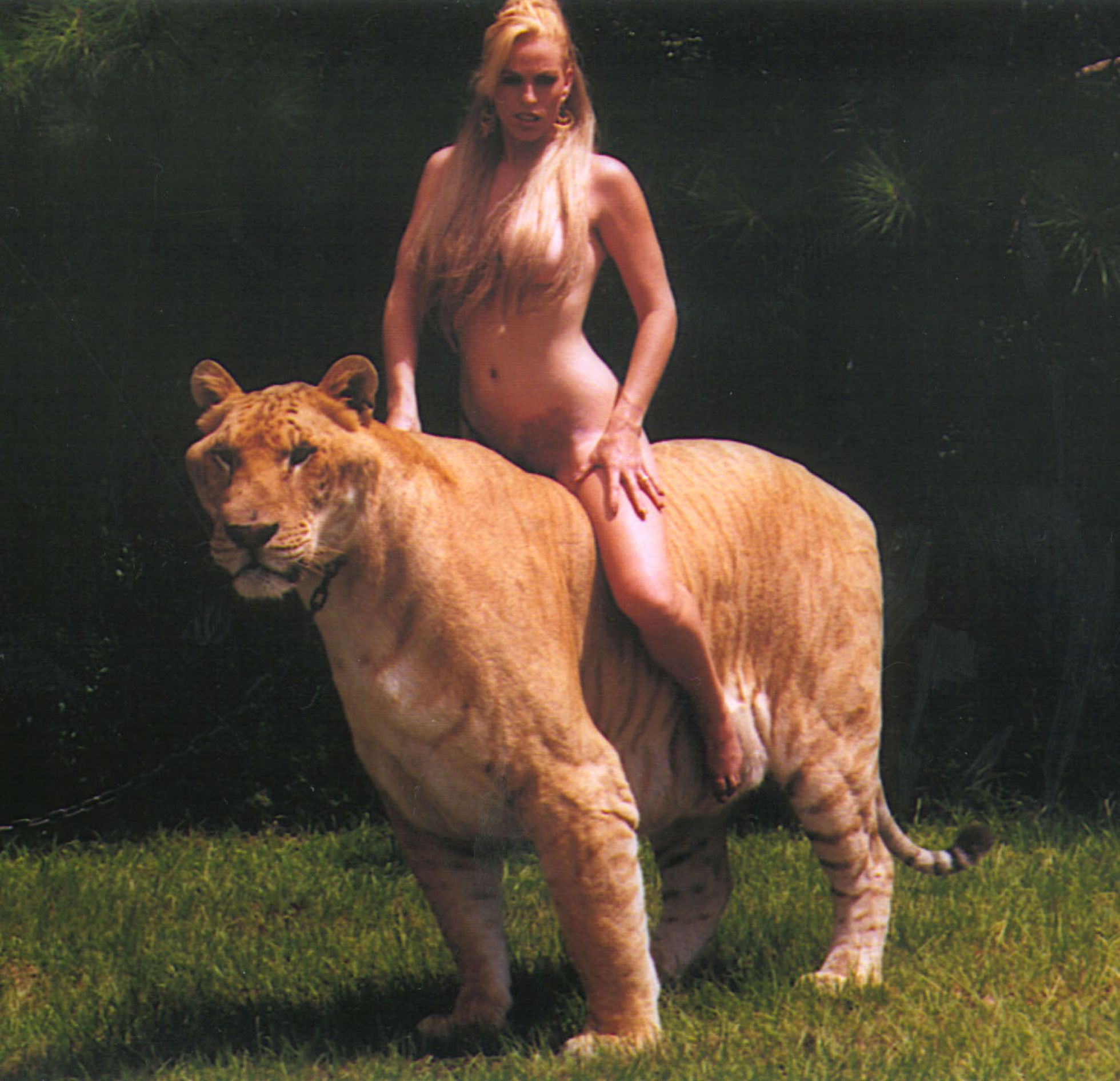 Loomatalitaja Kheira ja liiger Samson 1999. aastal. Liiger on hübriid, mis on saadud isase lõvi ja emase tiigri ristamise teel.