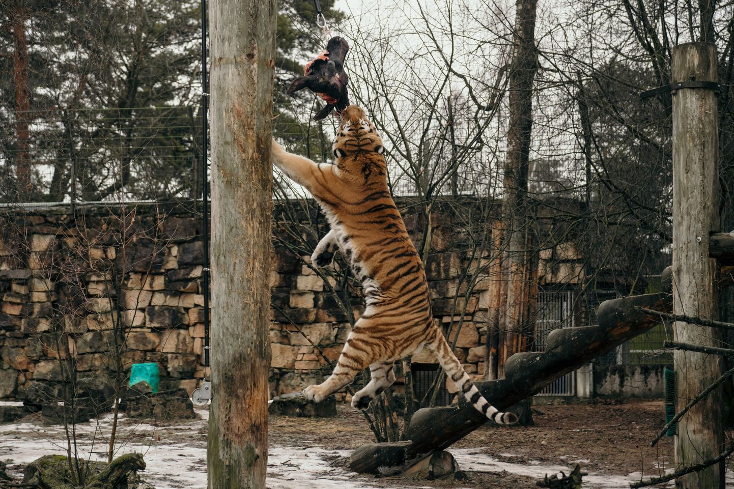 Rīgas zooloģiskā dārza tīģeris Augusts svin sešu gadu jubileju