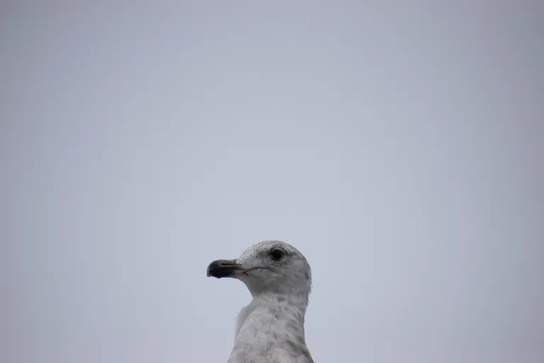 Lõpetuseks üks tore kajakas Kanada läänerannikult. Ilusat nädala lõppu!