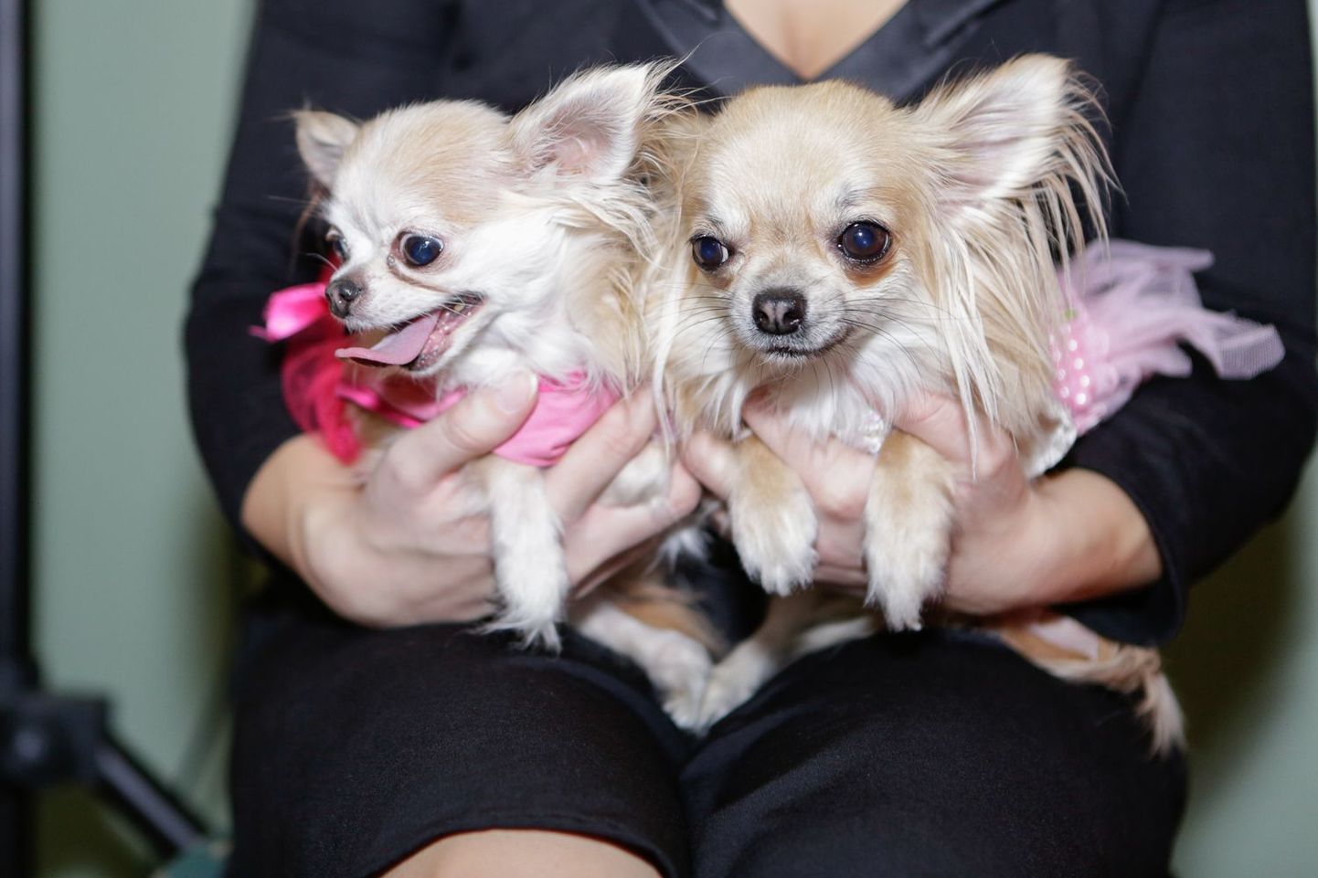 Chihuahua Sõprade Liit näitas armsaid koerakesi