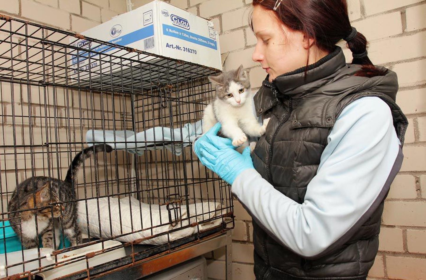 Viljandi loomade varjupaiga hooldaja hoiab maavalitsusest leitud kassi.