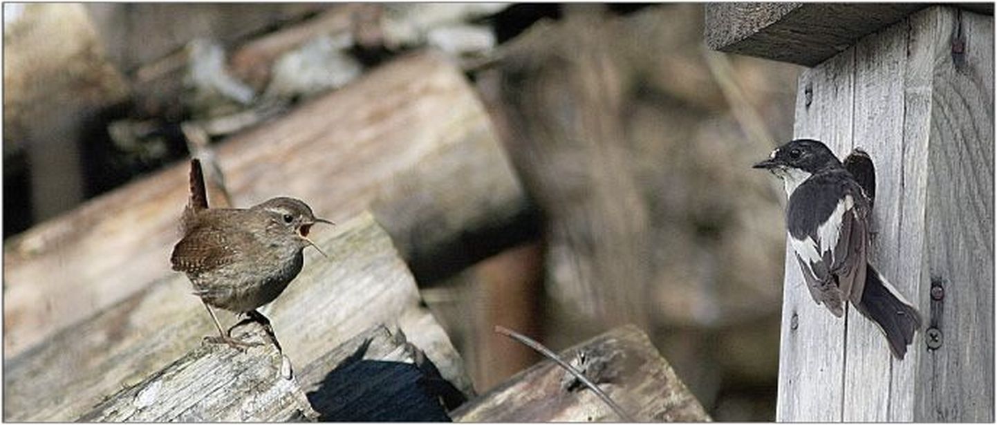 Käblik (vasakul) on valju häälega väike linnuke, keda võib rohkem kuulda kui näha. Must-kärbsenäpi laul on veidi kõhklev, kuid lihtne ja meeldiv.