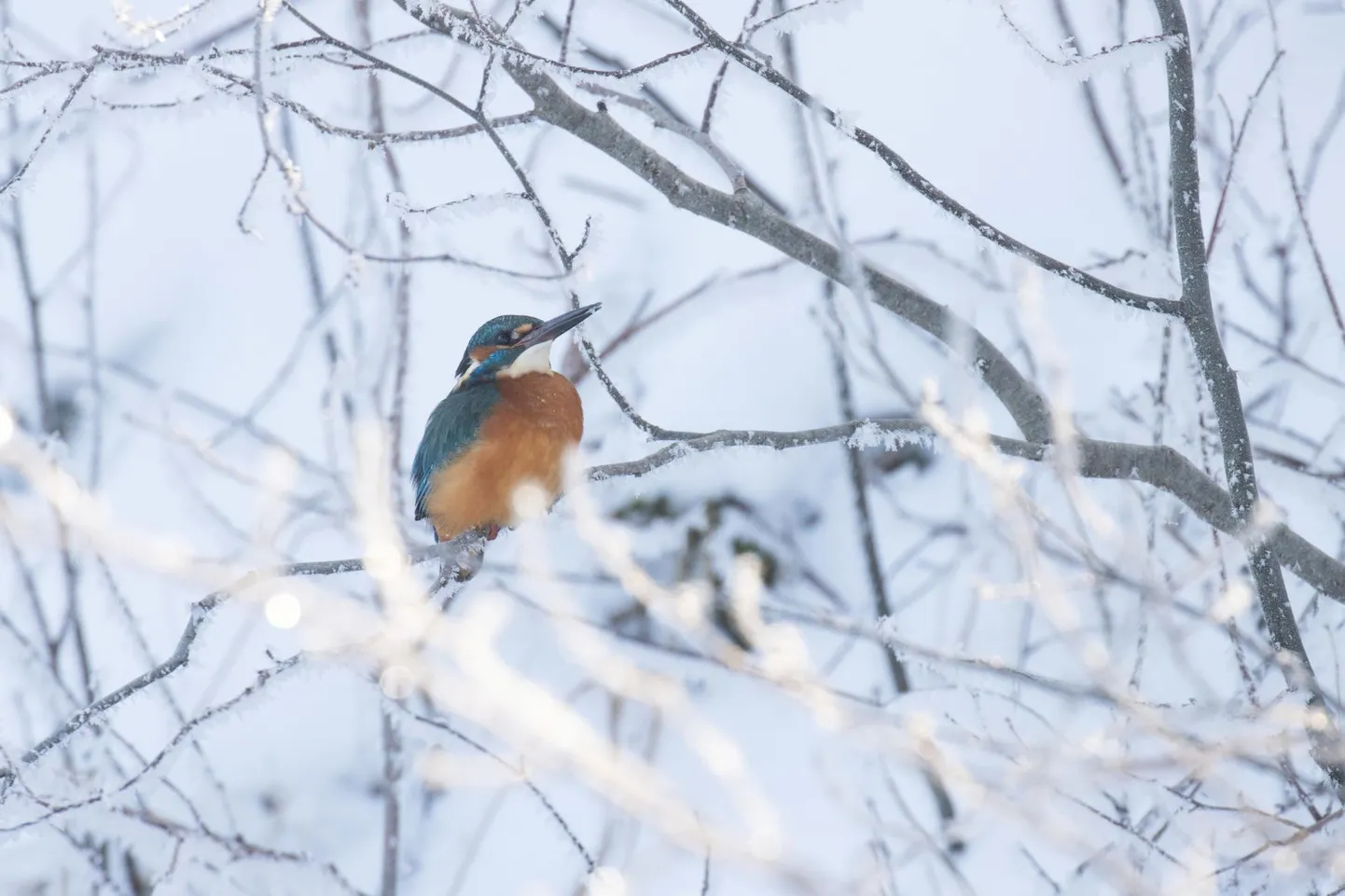 Jäälind krõbekülmas