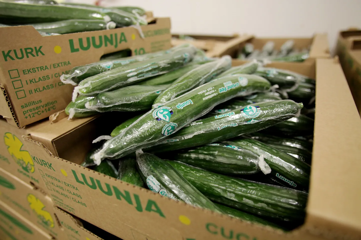 Luunja kurk.