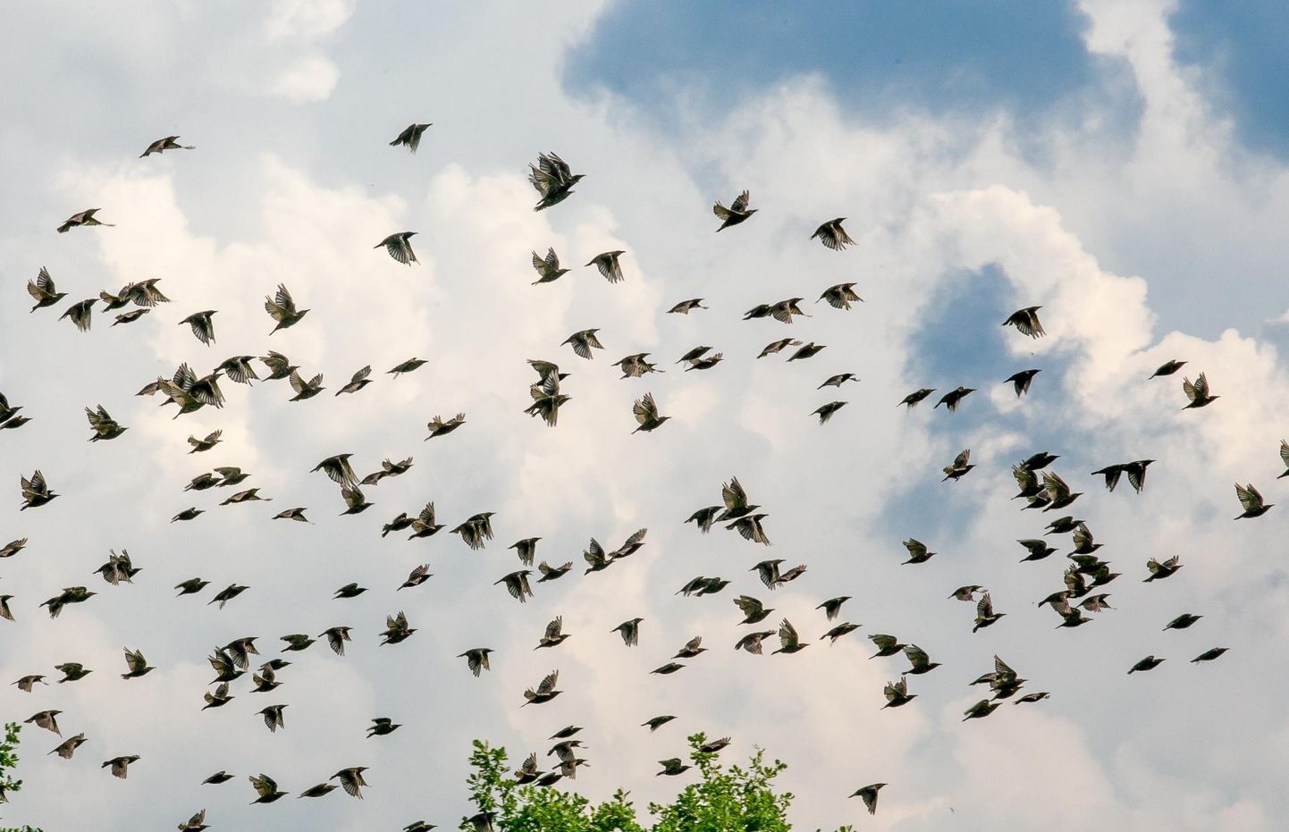 Eesti ornitoloogiaühing kutsub kõiki loodushuvilisi sel nädalavahetusel rändlinde vaatlema.